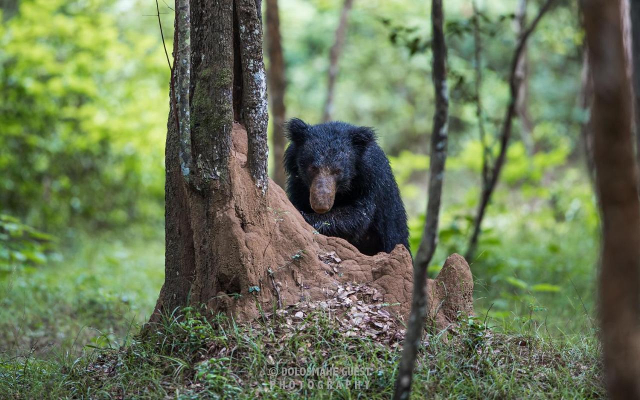 Wilpattu Dolosmahe Exteriör bild